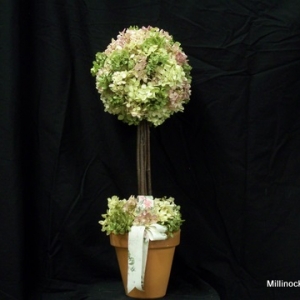 hydrangea_topiary