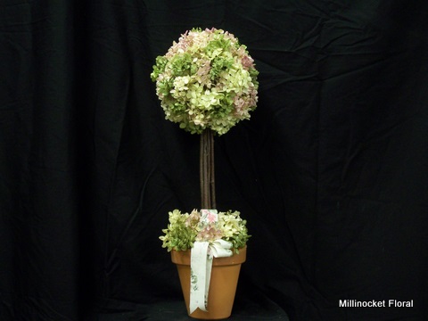 hydrangea_topiary