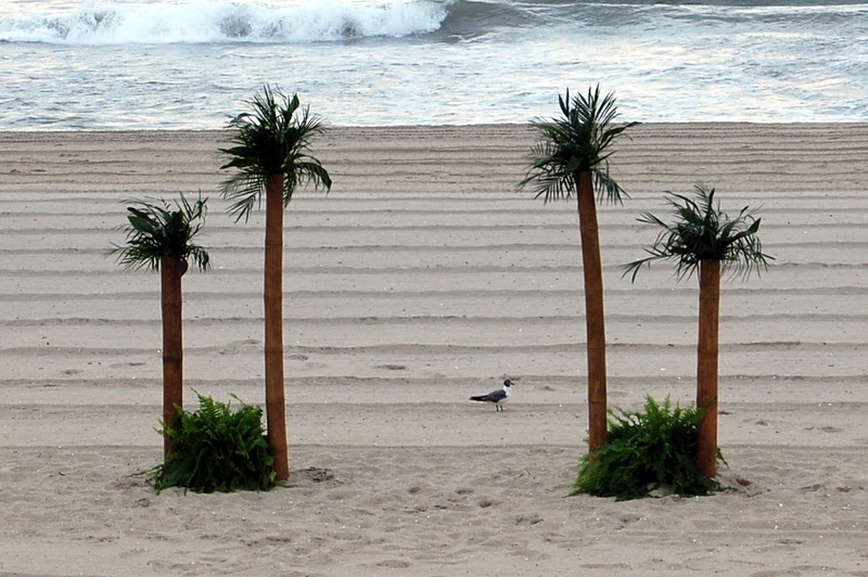 Tropical New Jersey "Palm Trees"