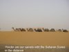 16camels.jpg