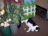 cat at flower shop.jpg