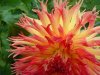 dahlia-orange-bi-color.jpg