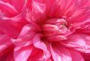 dahlia-pink-close-up.jpg