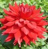 dahlia-red.jpg