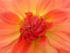 dahlias-close-up-orange.jpg