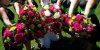Plautz-wedding-all-bouquets.jpg