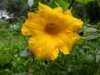 squash_blossom.thumbnail.jpg