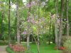 orchid-tree-1.jpg