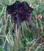 black-bat-flower.jpg