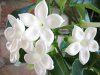 Stephanotis_flowers.jpg