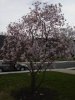 magnolia_tree 001.jpg