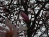 magnolia_tree 017.jpg