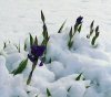 Iris in the snow.JPG