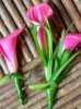 Pink Calla Bout.jpg