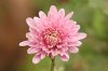 800px-Chrysanthemum_sp.jpg