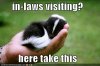 funny-pictures-use-a-skunk-when-inlaws-visit.jpg