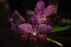 purple_orchid.jpg