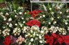 December Wedding Flowers by Belvedere .jpg