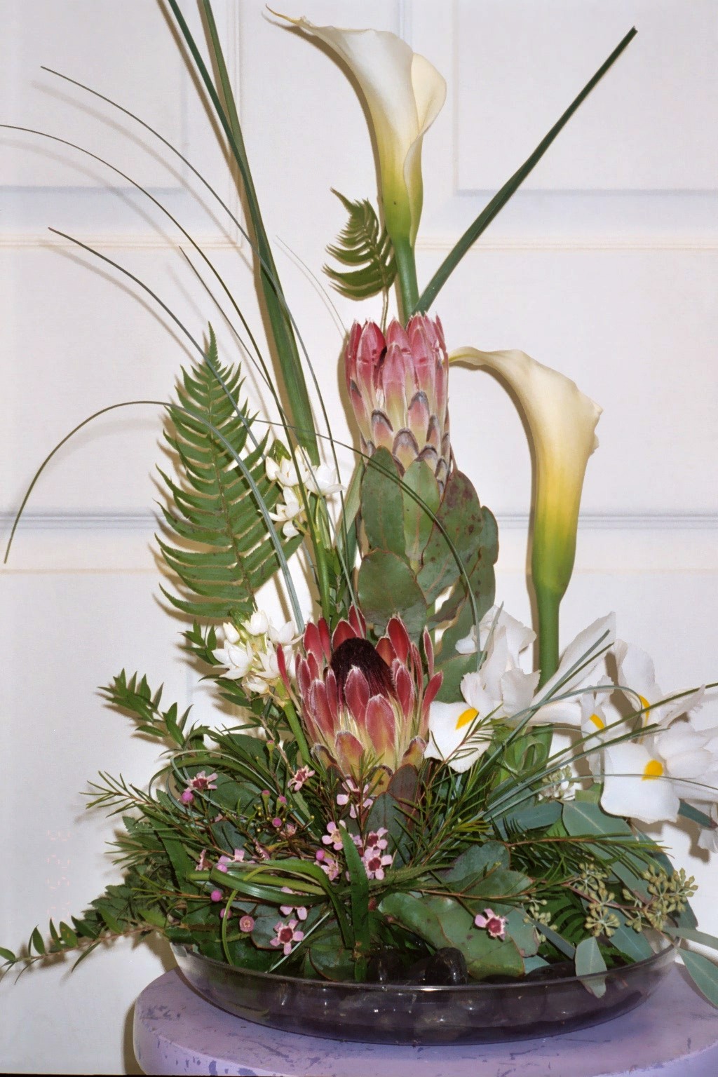 Contemporary Callas and Protea