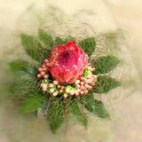 Protea bedded on Coral Fern